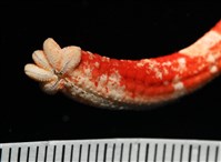 少篩蛇海星藏品圖，第6張