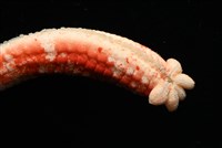 少篩蛇海星藏品圖，第12張