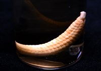 少篩蛇海星藏品圖，第13張