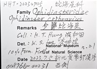 少篩蛇海星藏品圖，第16張