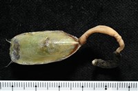 亞氏海豆芽藏品圖，第3張