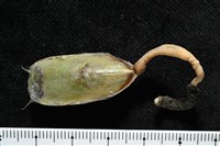 亞氏海豆芽藏品圖，第4張