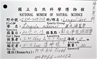 亞氏海豆芽藏品圖，第10張