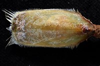 亞氏海豆芽藏品圖，第4張