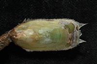 亞氏海豆芽藏品圖，第5張