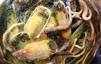 亞氏海豆芽藏品圖，第11張