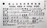 亞氏海豆芽藏品圖，第14張