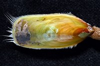 亞氏海豆芽藏品圖，第3張