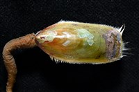 亞氏海豆芽藏品圖，第6張