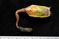 亞氏海豆芽藏品圖，第7張