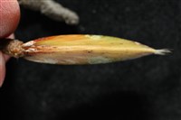 亞氏海豆芽藏品圖，第8張