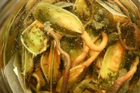亞氏海豆芽藏品圖，第9張