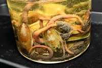 亞氏海豆芽藏品圖，第10張