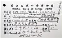 亞氏海豆芽藏品圖，第12張