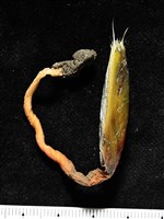 亞氏海豆芽藏品圖，第6張