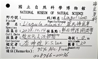 亞氏海豆芽藏品圖，第16張