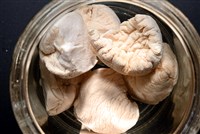 寺町翁戎螺藏品圖，第2張