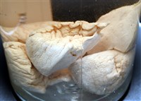 寺町翁戎螺藏品圖，第4張