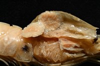 思氏不對稱鰓虱藏品圖，第5張