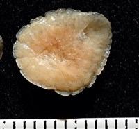 思氏不對稱鰓虱藏品圖，第9張