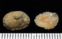 思氏不對稱鰓虱藏品圖，第11張
