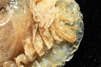 思氏不對稱鰓虱藏品圖，第14張