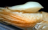 思氏不對稱鰓虱藏品圖，第17張