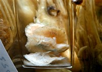 思氏不對稱鰓虱藏品圖，第20張