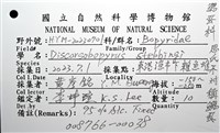 思氏不對稱鰓虱藏品圖，第22張