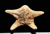 未知種花瘤海星 sp. 01藏品圖，第2張