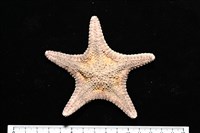 未知種花瘤海星 sp. 01藏品圖，第7張