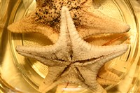 未知種花瘤海星 sp. 01藏品圖，第14張