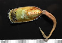 亞氏海豆芽藏品圖，第3張