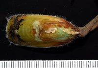 亞氏海豆芽藏品圖，第4張