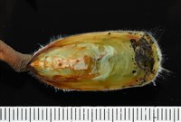 亞氏海豆芽藏品圖，第5張
