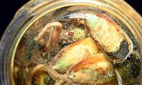 亞氏海豆芽藏品圖，第9張