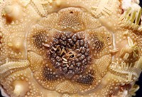 刺柄頭帕藏品圖，第5張