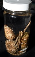 刺柄頭帕藏品圖，第14張