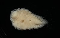 未知種鰓虱藏品圖，第2張