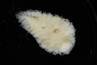未知種鰓虱藏品圖，第3張