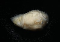 未知種鰓虱藏品圖，第4張