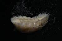 未知種鰓虱藏品圖，第6張
