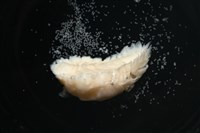 未知種鰓虱藏品圖，第7張