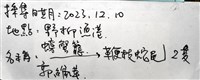鞭枝蛇尾藏品圖，第35張