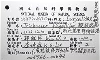 鞭枝蛇尾藏品圖，第38張