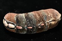 眼形隱板石鱉藏品圖，第2張