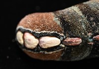 眼形隱板石鱉藏品圖，第3張
