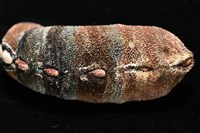 眼形隱板石鱉藏品圖，第4張