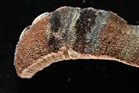 眼形隱板石鱉藏品圖，第6張