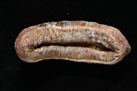 眼形隱板石鱉藏品圖，第12張